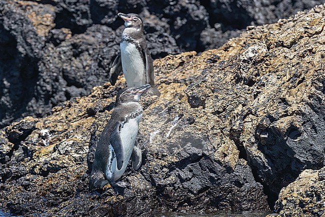 Galapagos penguin (Spheniscus mendiculus) on the Galapagos Islands, part of the Republic of Ecuador. The only penguin found north of the equator. stock-image by Agami/Pete Morris,