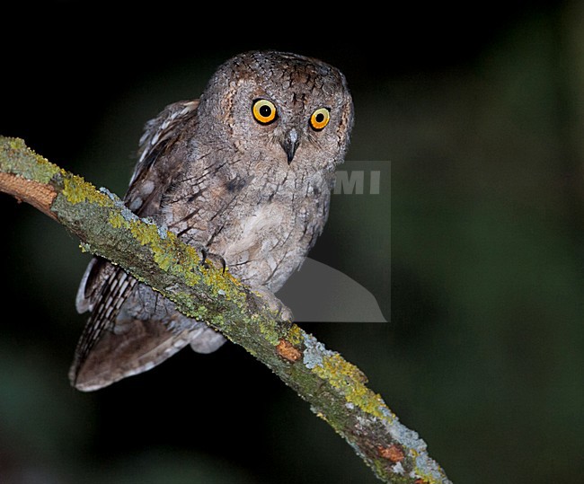 Adulte Dwergooruil op tak met korstmos; Adult Eurasian scops owl on branch with lichens stock-image by Agami/Martijn Verdoes,