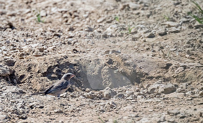 West African Seedeater (Crithagra canicapilla) in Ghana. At small waterhole. stock-image by Agami/Pete Morris,
