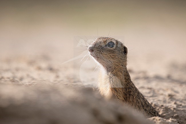 European Souslik (Spermophilus citellus) in Hungary. Also known as European ground squirrel. stock-image by Agami/Han Bouwmeester,