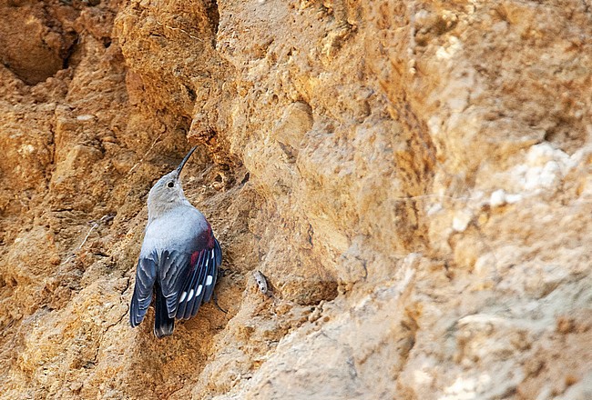 Wintering Wallcreeper (Tichodroma muraria nepalensis) in foothills of Himalayas. Foraging on a cliff on the side of the road. stock-image by Agami/Marc Guyt,