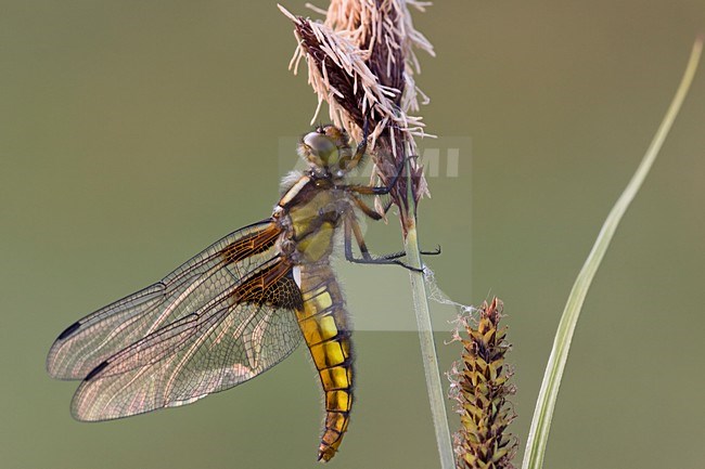 Platbuik,  Broad-bodied Chaser stock-image by Agami/Theo Douma,