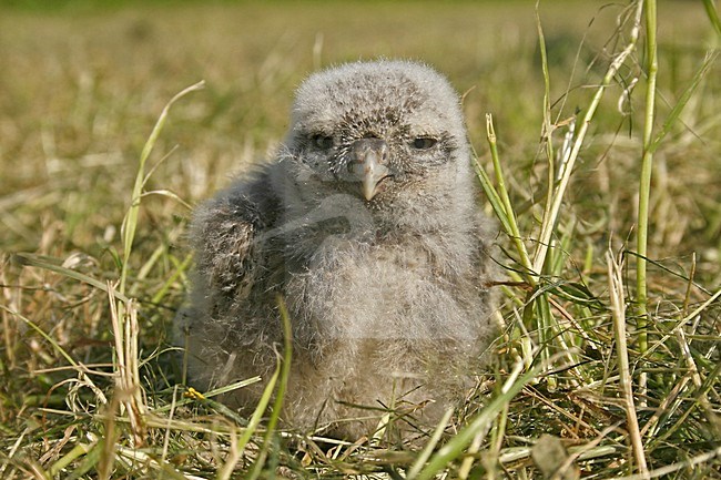 Little Owl chick in grass after measuring and ringing, Steenuil kuiken in gras na metingen en ringen stock-image by Agami/Harvey van Diek,