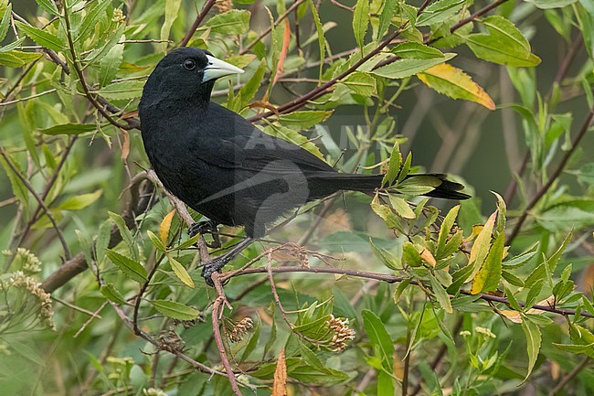 Solitary Black (Cacique Cacicus solitarius) Perched on a branch  in Argentina stock-image by Agami/Dubi Shapiro,