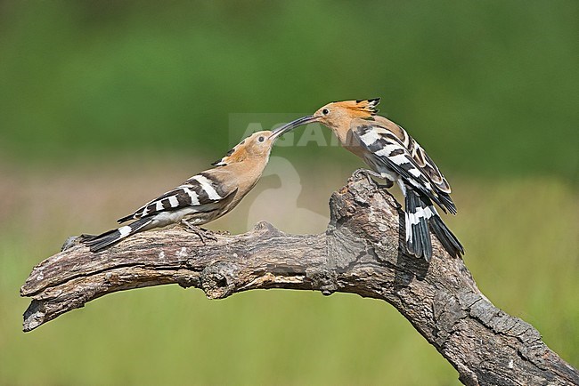 Eurasian Hoopoe (Upupa epops) in Italy stock-image by Agami/Alain Ghignone,