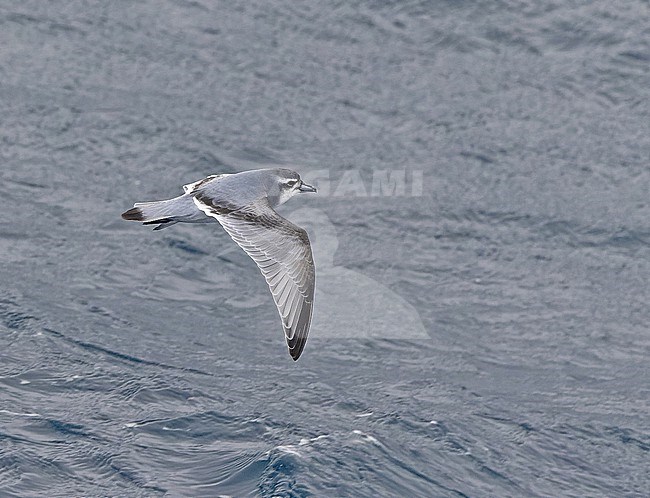 Antarctic prion (Pachyptila desolata) between South Georgia and the Falkland islands. stock-image by Agami/Pete Morris,