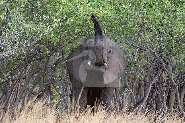 An African elephant, Loxodonta africana, scenting the air in Chobe National Park's Savuti marsh. Botswana. stock-image by Agami/Sergio Pitamitz,