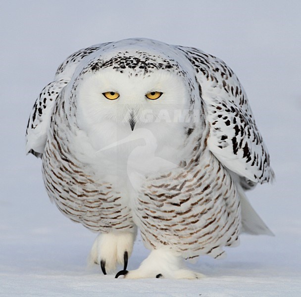 Sneeuwuil in de sneeuw, Snowy Owl in the snow stock-image by Agami/David Hemmings,
