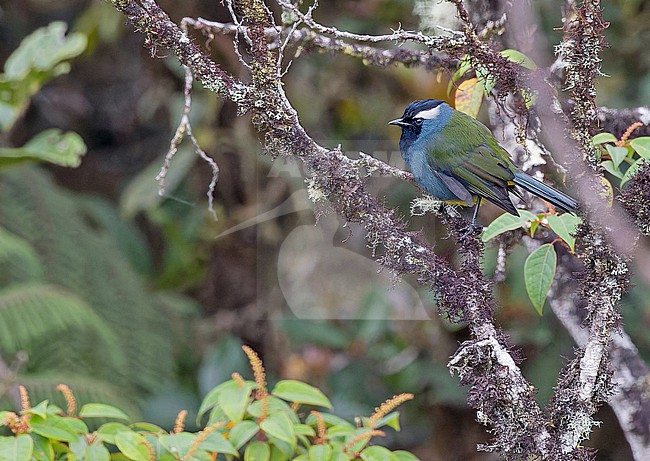 Eastern Crested Berrypecker (Paramythia montium) in Papua New Guinea. stock-image by Agami/Pete Morris,