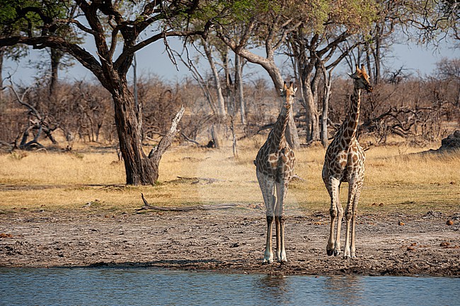 Two giraffes, Giraffe camelopardalis, at a waterhole. Okavango Delta, Botswana. stock-image by Agami/Sergio Pitamitz,