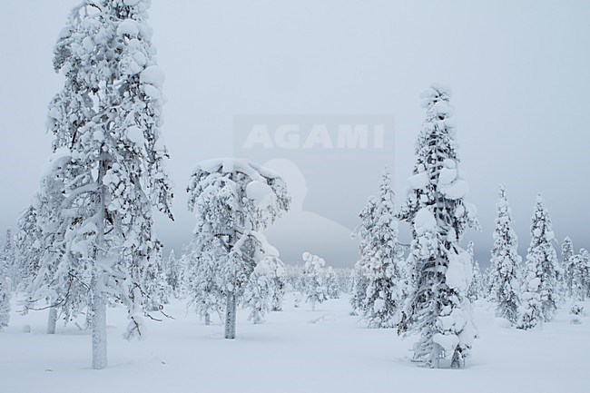 Besneeuwde bomen, Snowy trees stock-image by Agami/Danny Green,