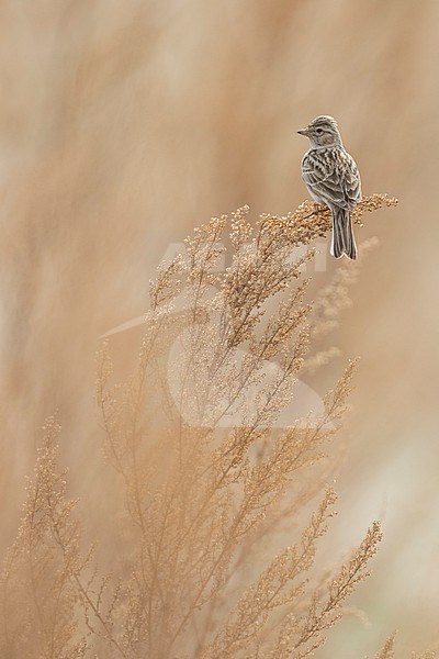Asian Lesser Short-toed Lark (Alaudala rufescens ssp. cheelensis), Russia (Baikal), adult perched on top of reed stock-image by Agami/Ralph Martin,