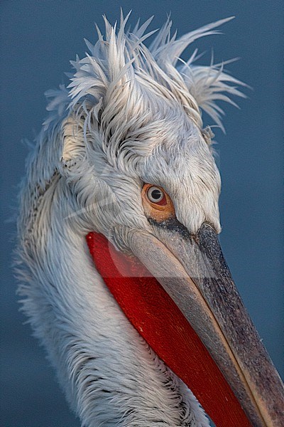 Portrait of a Dalmatian pelican (Pelecanus crispus) showing a wild hair style stock-image by Agami/Mathias Putze,