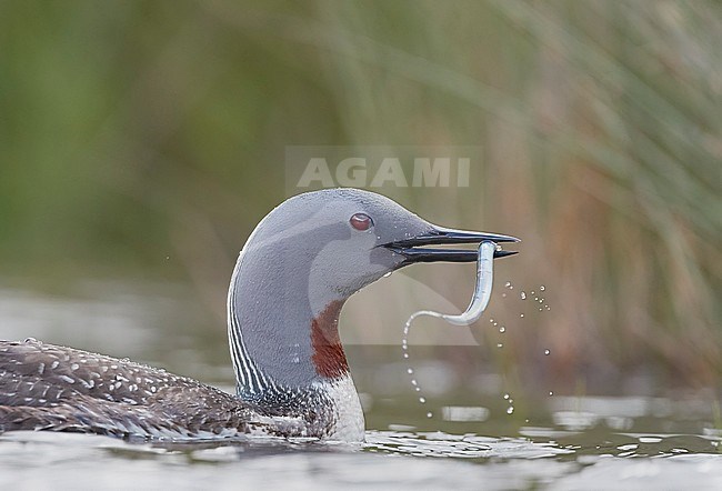 Red-throated Diver bringing fish for the chicks (Gavia stellata) Iceland June 2019 stock-image by Agami/Markus Varesvuo,