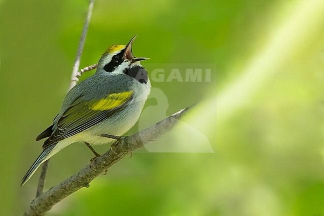 Adult male Golden-winged Warbler (Vermivora chrysoptera) singing stock-image by Agami/Dubi Shapiro,