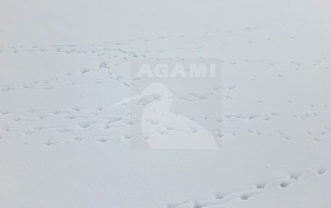 Sporen van Patrijs, Grey Partridge tracks stock-image by Agami/Markus Varesvuo,