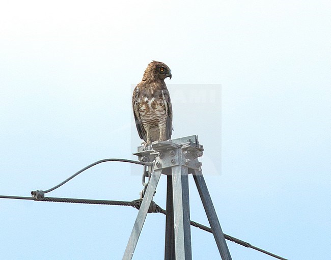 Adult Short-toed Eagle (Circaetus gallicus) perched along the road in Valencia, Spain. stock-image by Agami/Edwin Winkel,