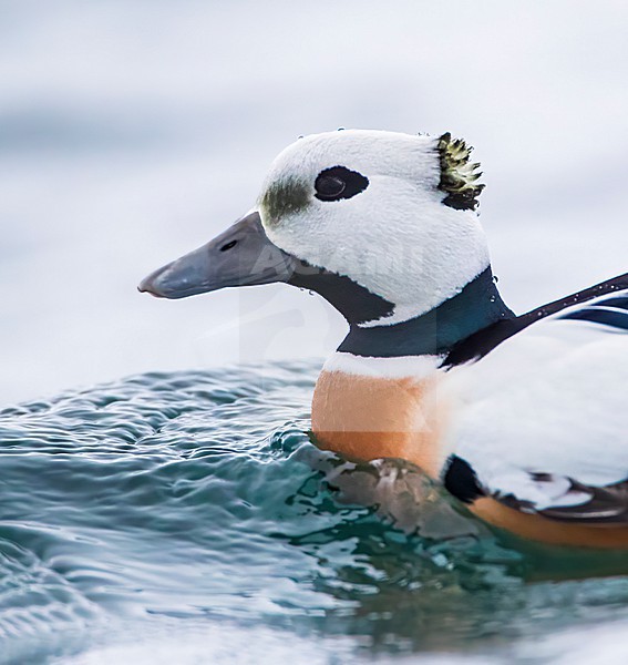 Male Steller's Eider (Polysticta stelleri) wintering in harbor of Vadso in arctic Norway. stock-image by Agami/Marc Guyt,