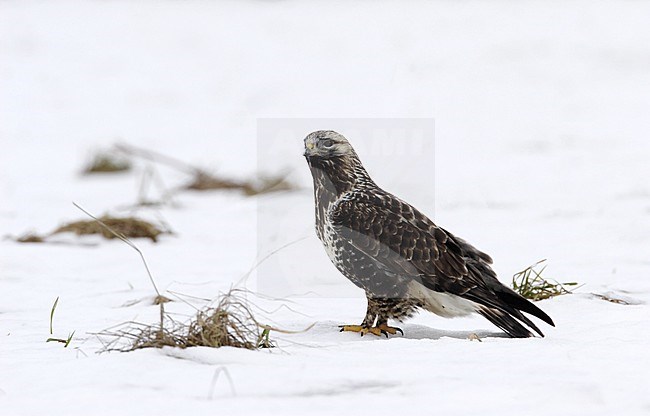 Adult female Rough-legged Buzzard (Buteo lagopus) wintering at Nivå in Denmark. Standing on the snow covered ground. stock-image by Agami/Helge Sorensen,