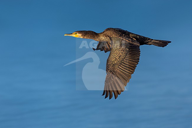 Great Cormorant, Phalacrocorax carbo sinensis, in Italy. stock-image by Agami/Daniele Occhiato,