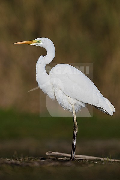 Great Egret (Ardea alba), adult standing on the ground stock-image by Agami/Saverio Gatto,