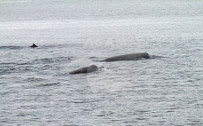 Arnoux's beaked whale stock-image by Agami/Pete Morris,