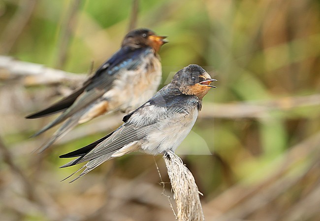 Juvenile Barn Swallows (Hirundo rustica) at Hyères, France. stock-image by Agami/Aurélien Audevard,