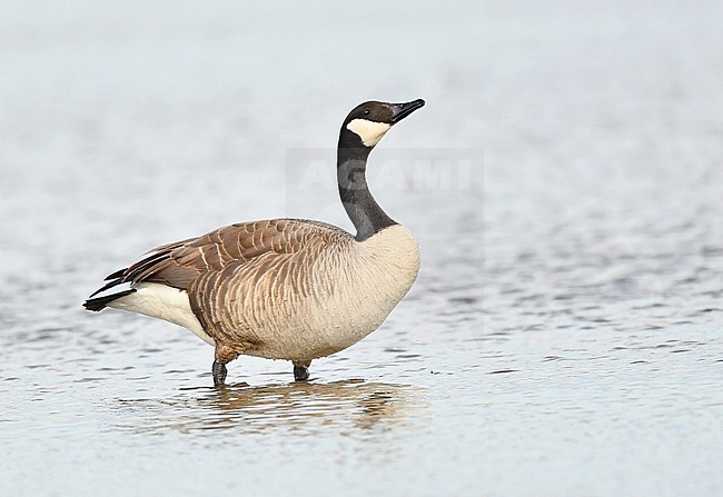 Branta canadensis stock-image by Agami/Eduard Sangster,