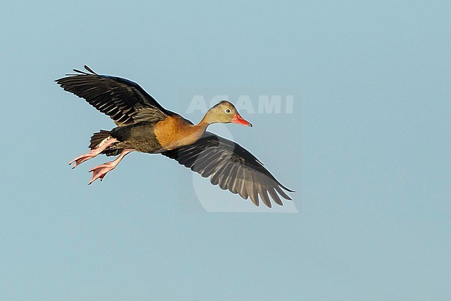 Adult Black-bellied Whistling Duck (Dendrocygna autumnalis) at Galveston Co., Texas, USA stock-image by Agami/Brian E Small,