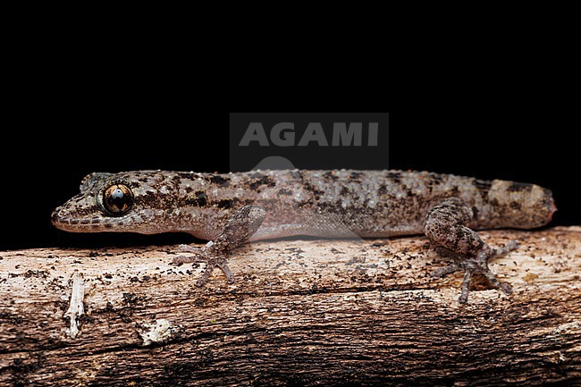 Galápagos Leaf-toed Gecko (Phyllodactylus galapagensis) taken the 27/10/2025 at Santa Cruz - Galapagos. stock-image by Agami/Nicolas Bastide,