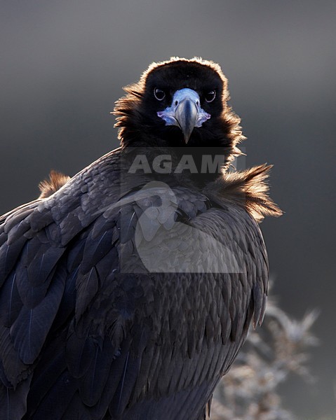 Monniksgier zittend op de grond; Cinereous Vulture perched on the ground stock-image by Agami/Markus Varesvuo,