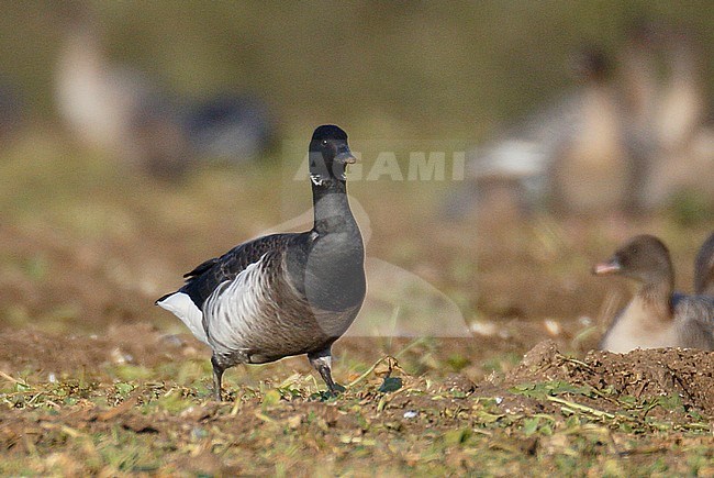 Wintering Grey-bellied Brant, Fring, Norfolk, England. Identified in England as this form. stock-image by Agami/Steve Gantlett,