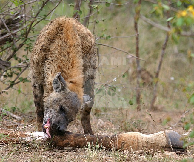 Gevlekte Hyena, Spotted Hyena stock-image by Agami/Bas Haasnoot,