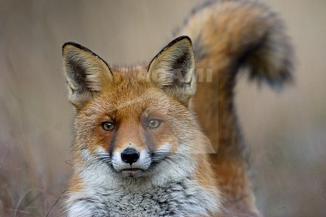 Vos close-up; Red fox close-up stock-image by Agami/Wim Wilmers,