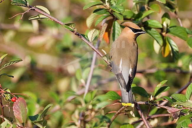 Cederpestvogel zittend in struik; Cedar Waxwing perched in bush stock-image by Agami/Martijn Verdoes,