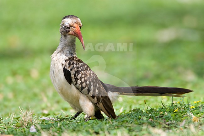 Zuidelijke Roodsnaveltok, Southern Red-billed Hornbill, Tockus rufirostris, Roodsnaveltok stock-image by Agami/Marc Guyt,
