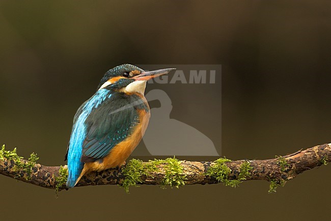 IJsvogel zittend op tak, Common Kingfisher perched on a branch stock-image by Agami/Danny Green,