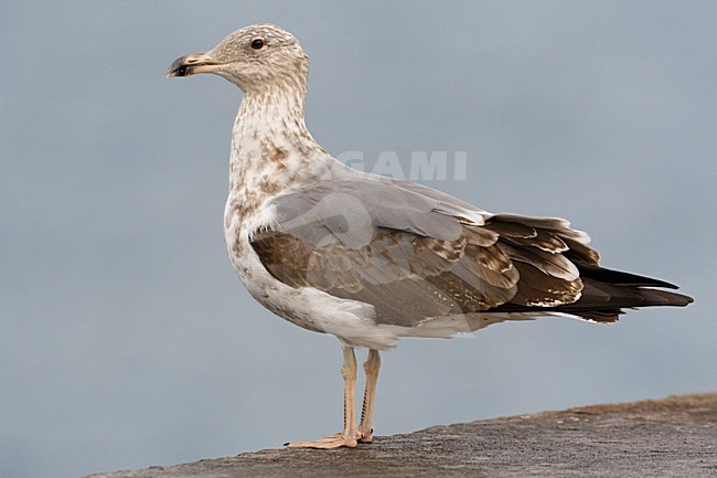 Gabbiano reale atlantico; Azores Yellow-legged Gull; Larus micha stock-image by Agami/Daniele Occhiato,
