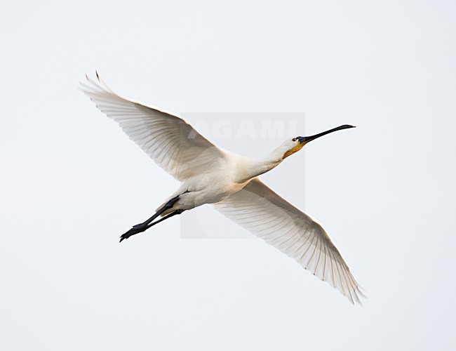 Volwassen Lepelaar in de vlucht; Adult Eurasian Spoonbill in flight stock-image by Agami/Marc Guyt,