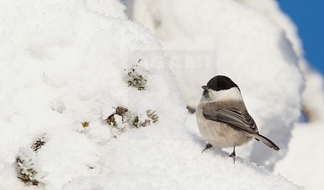 Matkop in de sneeuw; Willow Tit in the snow stock-image by Agami/Markus Varesvuo,
