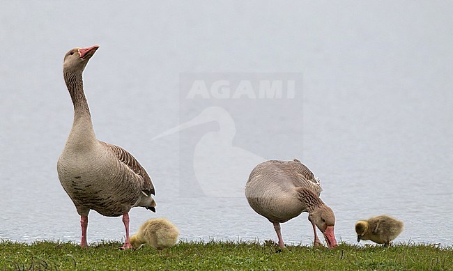 Family group of Siberian Greylag Geese (Anser anser rubrirostris) in Wild Flower Lake (Huahu) in Sichuan, China. Male standing guard next to female with chick. stock-image by Agami/Ian Davies,