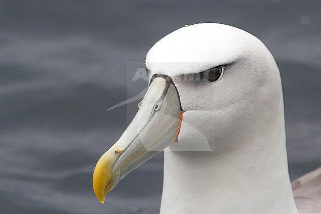 Portrait of a White-capped Albatross against a clear grey sea of the coast of Stewart Island, New Zealand. stock-image by Agami/Jacob Garvelink,