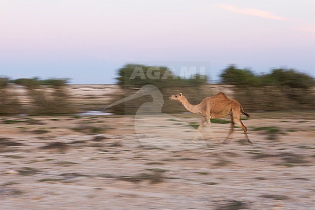 Dromedary at Al Mughsayl, Oman stock-image by Agami/Ralph Martin,