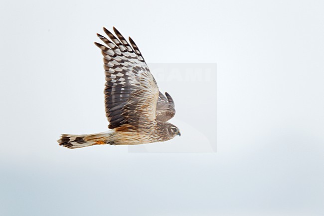 Vrouwkleed jong mannetje Blauwe Kiekendief laag jagend, vliegend boven besneeuwde Hamsterakker, akkerreservaat ; Ringtail, juvenile male Hen Harrier hunting, flying over acres, arable land stock-image by Agami/Ran Schols,