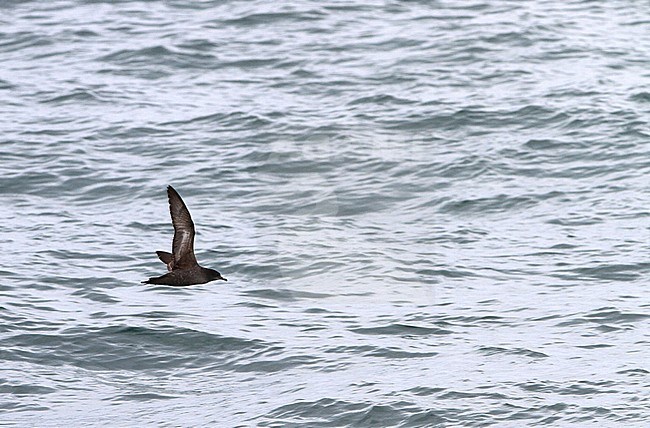 Short-tailed Shearwater (Ardenna tenuirostris) in coastal waters of Malaysia. stock-image by Agami/James Eaton,