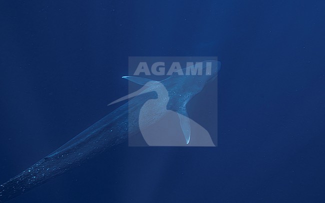 Blue Whale (Balaenoptera musculus ssp brevicauda) swimming away. stock-image by Agami/Lennart Verheuvel,