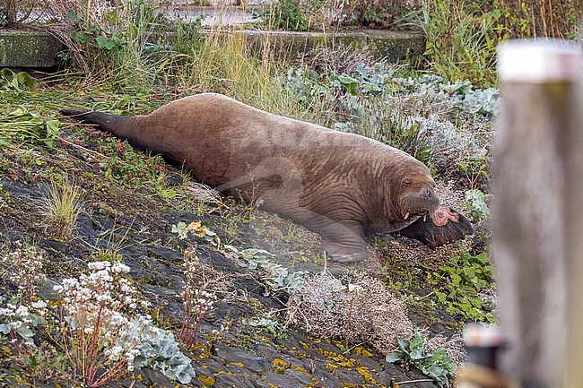 Young female WAtlantic Walrus (Odobenus rosmarus rosmarus) lingered in Harlingen, Friesland, the Natherlands. stock-image by Agami/Vincent Legrand,