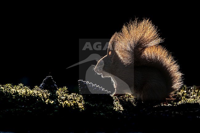 Red Squirrel; Sciurus vulgaris in Low Key stock-image by Agami/Onno Wildschut,