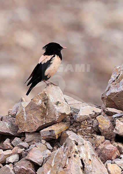 Een in een steengroeve zittende roze spreeuw A Rosy Starling perched on a rock in a quarry stock-image by Agami/Jacques van der Neut,