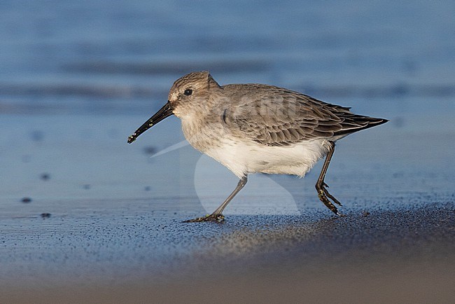 Dunlin (Calidris alpina), side view of an individual in winter plumage running on the shore, Campania, Italy stock-image by Agami/Saverio Gatto,